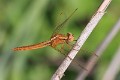 IMG_1622 Crocothemis erythraea imm male